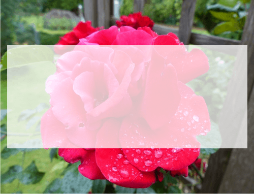 تصویر جس پر ابھی پی ایچ پی کی مدد سے لکھا نہیں گیا